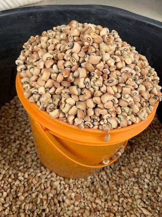 Kampala (Honey) Beans– Grade 1, Hand Picked & Ready to Cook